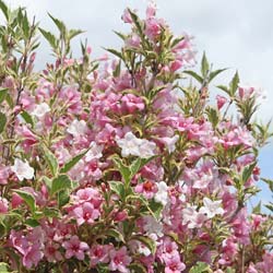 Weigelia florida Variegata